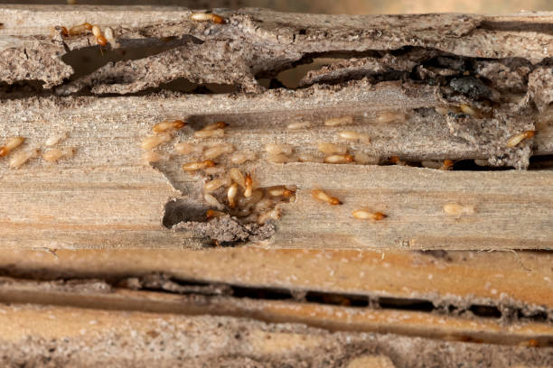Best Residential Pest Control  in Endicott, NY