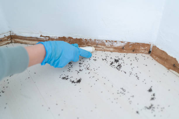 Best Bed Bug Extermination  in Endicott, NY